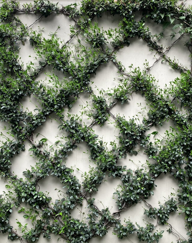 vertical-herb-garden-lattice