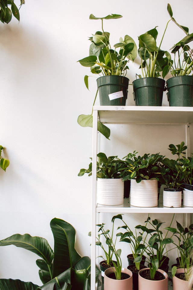 ladder-style-herb-garden