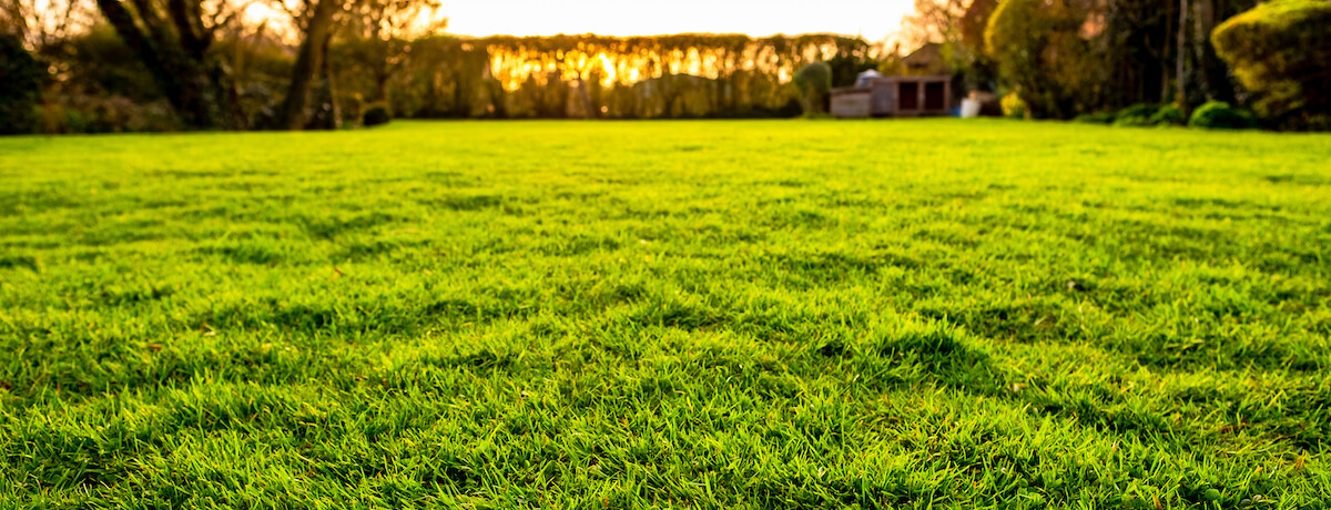 How to level lawn in your garden