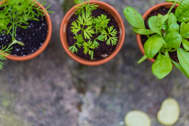 Herb garden ideas for your home