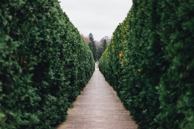 mysterious-garden-path-hedges