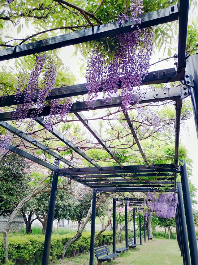 lavender on black pergola