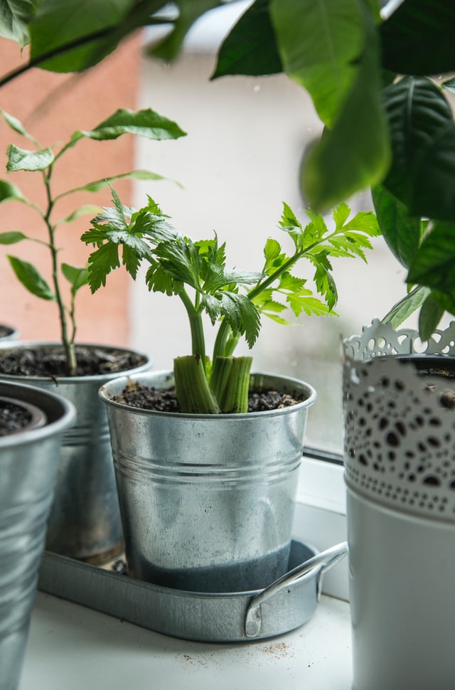 windowsill-herb-garden