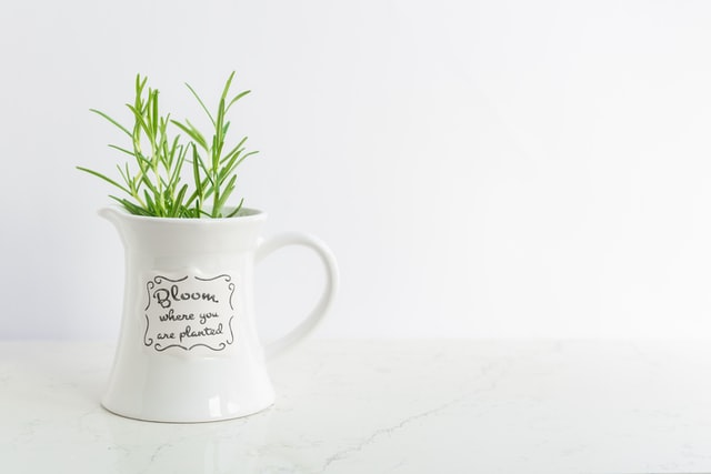 herb-garden-in-a-jug