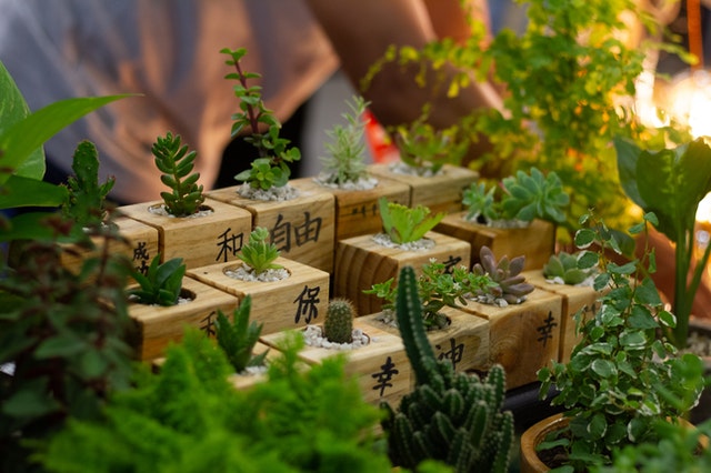 japanese-style-herb-garden