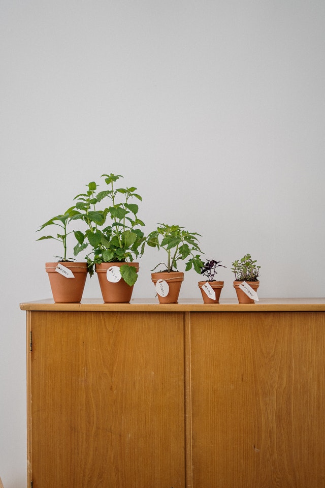 indoor-herb-garden