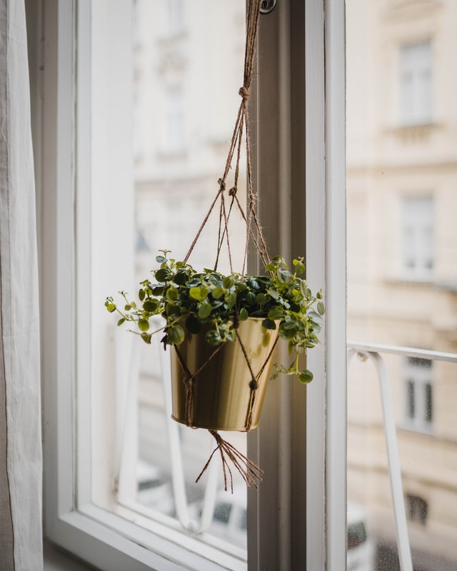 vertical-herb-garden-in-window