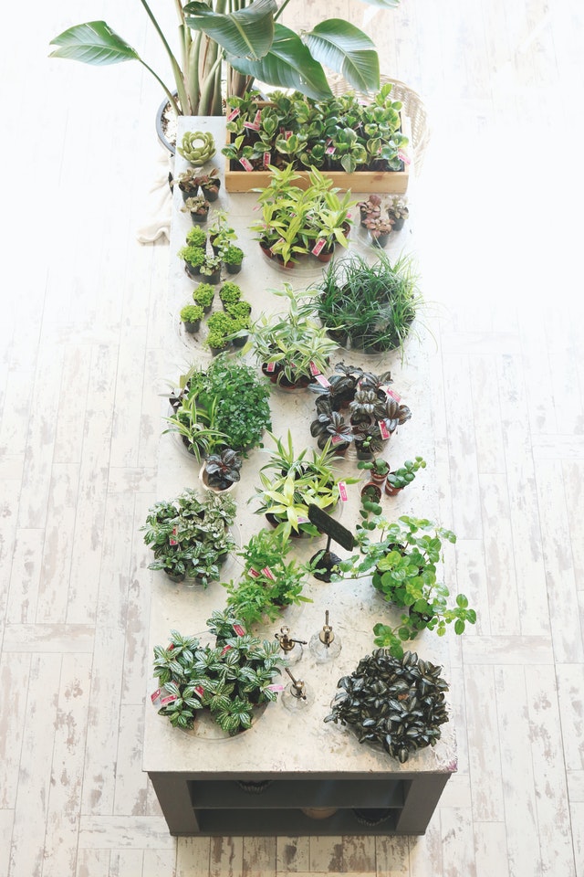 vertical-herb-garden-herbs