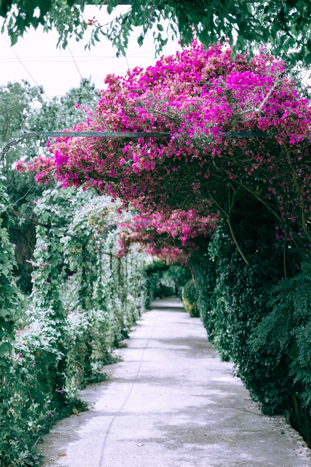 pretty-garden-path