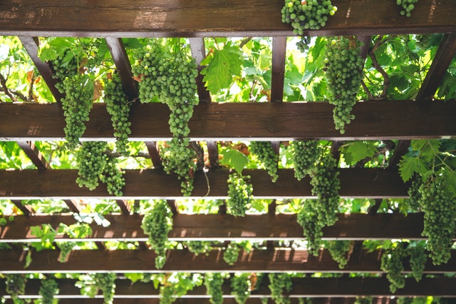 grapevines on pergola