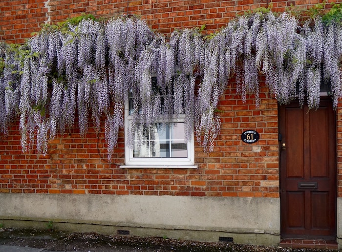 garden vines on building