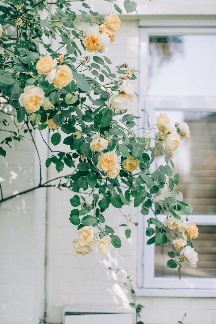 roses in an english garden