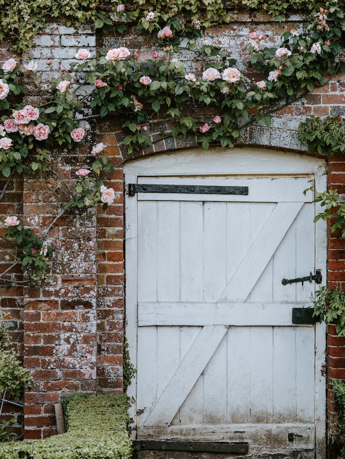 roses in english garden