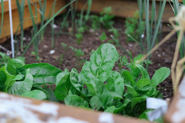 pallet-garden-border