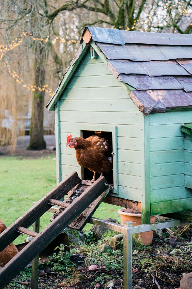 cottage-garden-chicken-coop