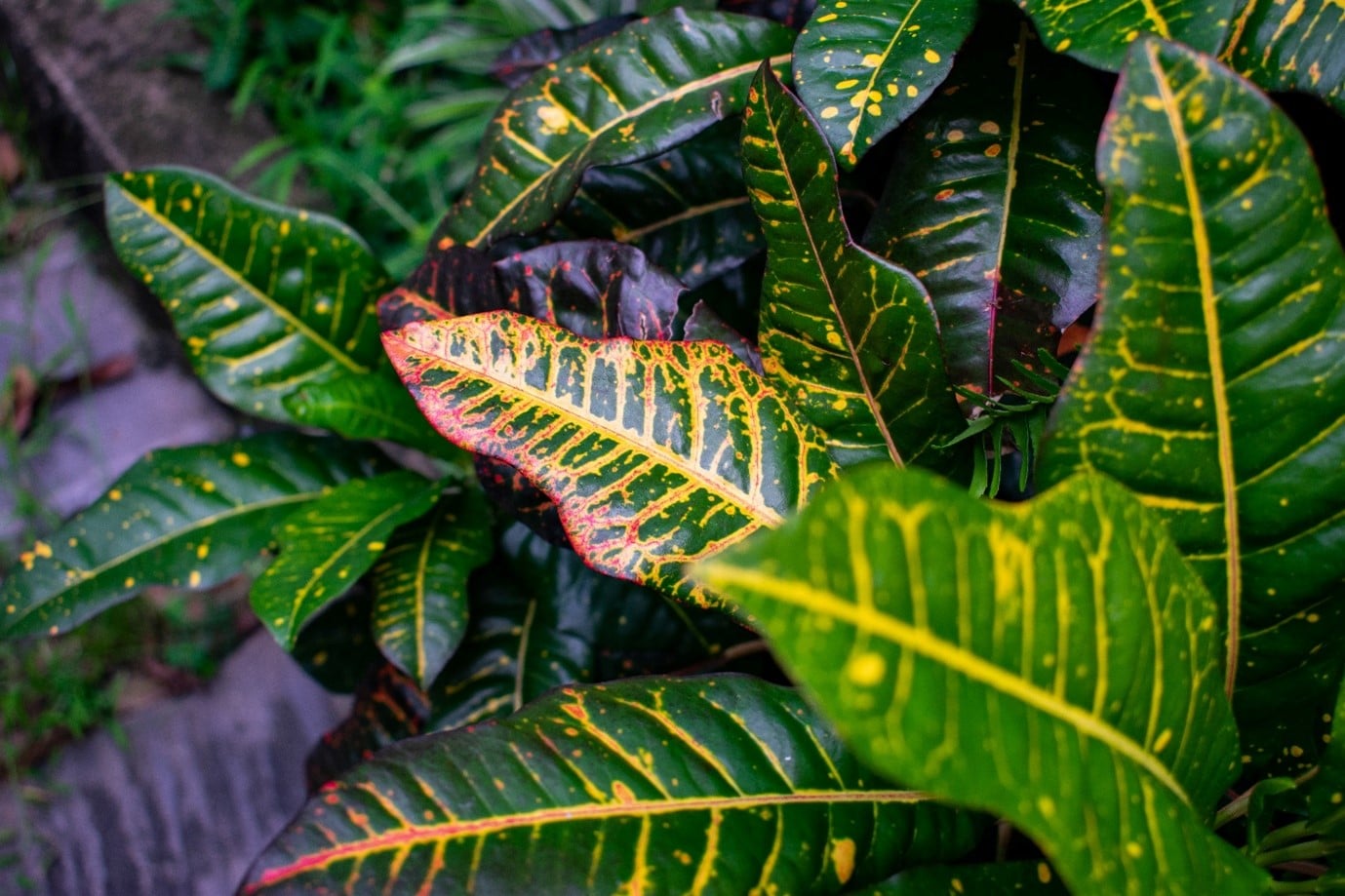 tropical-gardens-elephant-ears