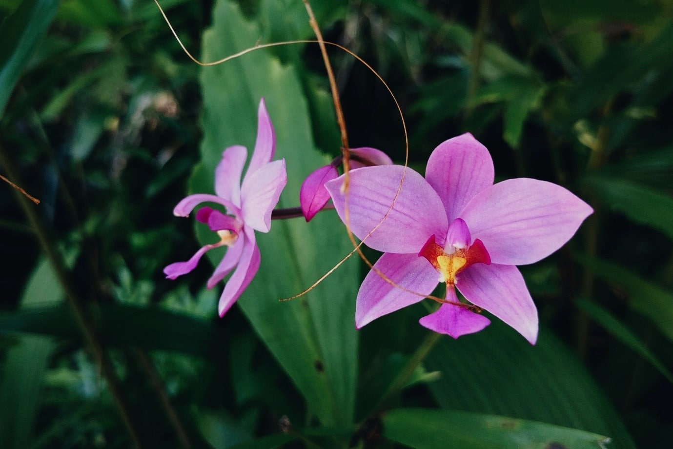 tropical-gardens-flower