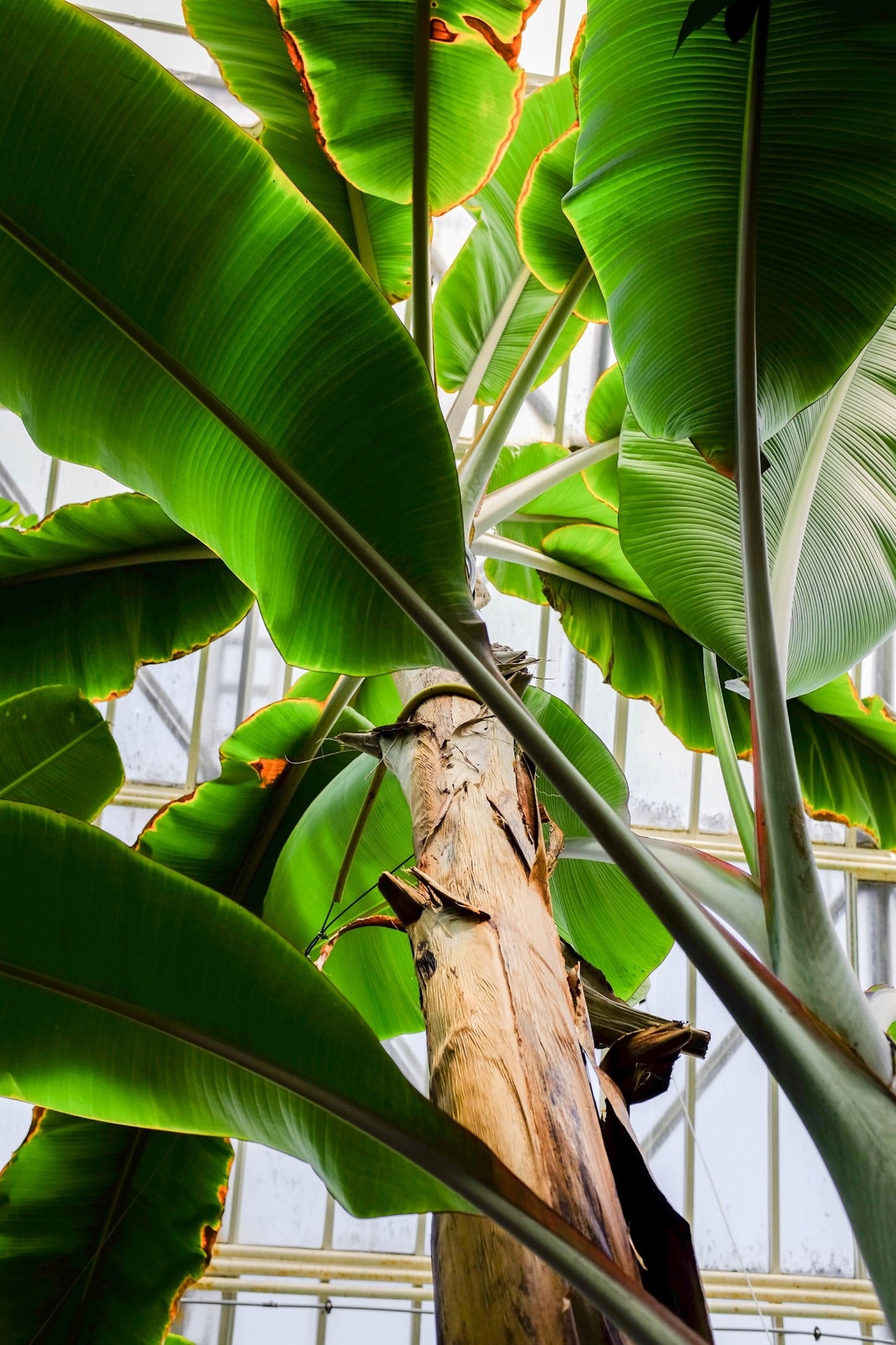 tropical-garden-lush-foliage