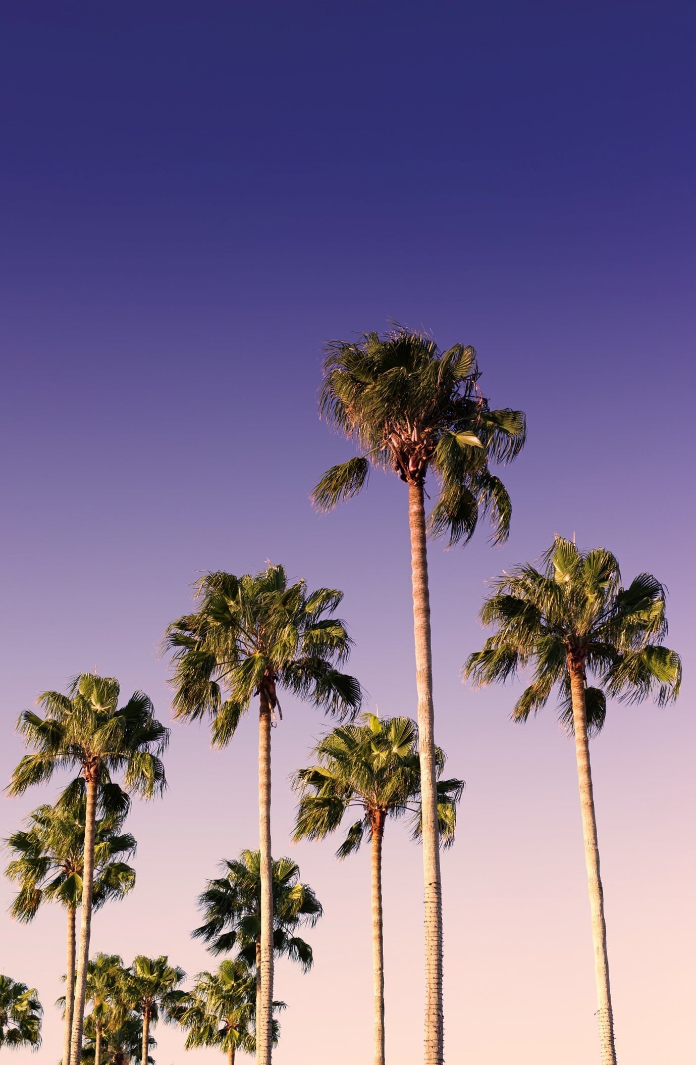 tropical-gardens-palm-trees