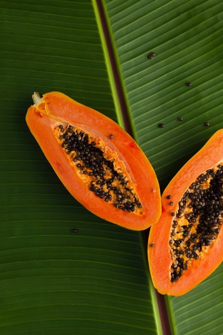 tropical-garden-papaya