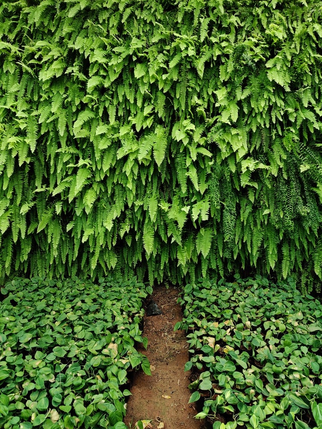 vertical-garden-hedge