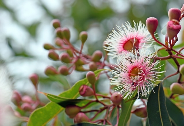 Native garden ideas - Australian native plants
