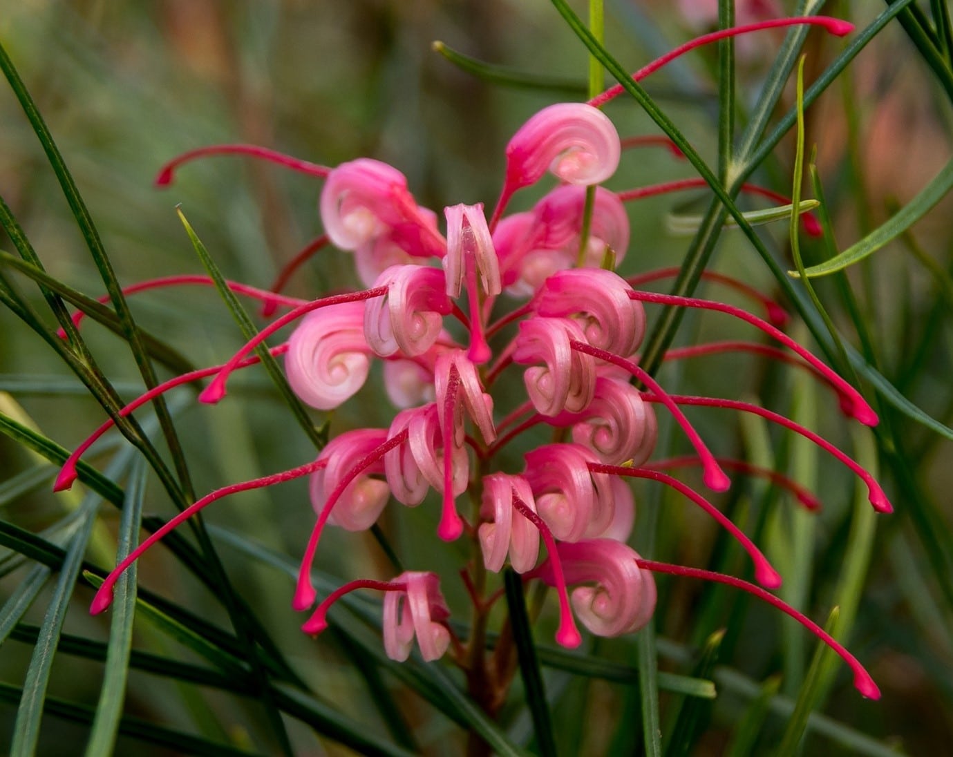 native-garden-forms