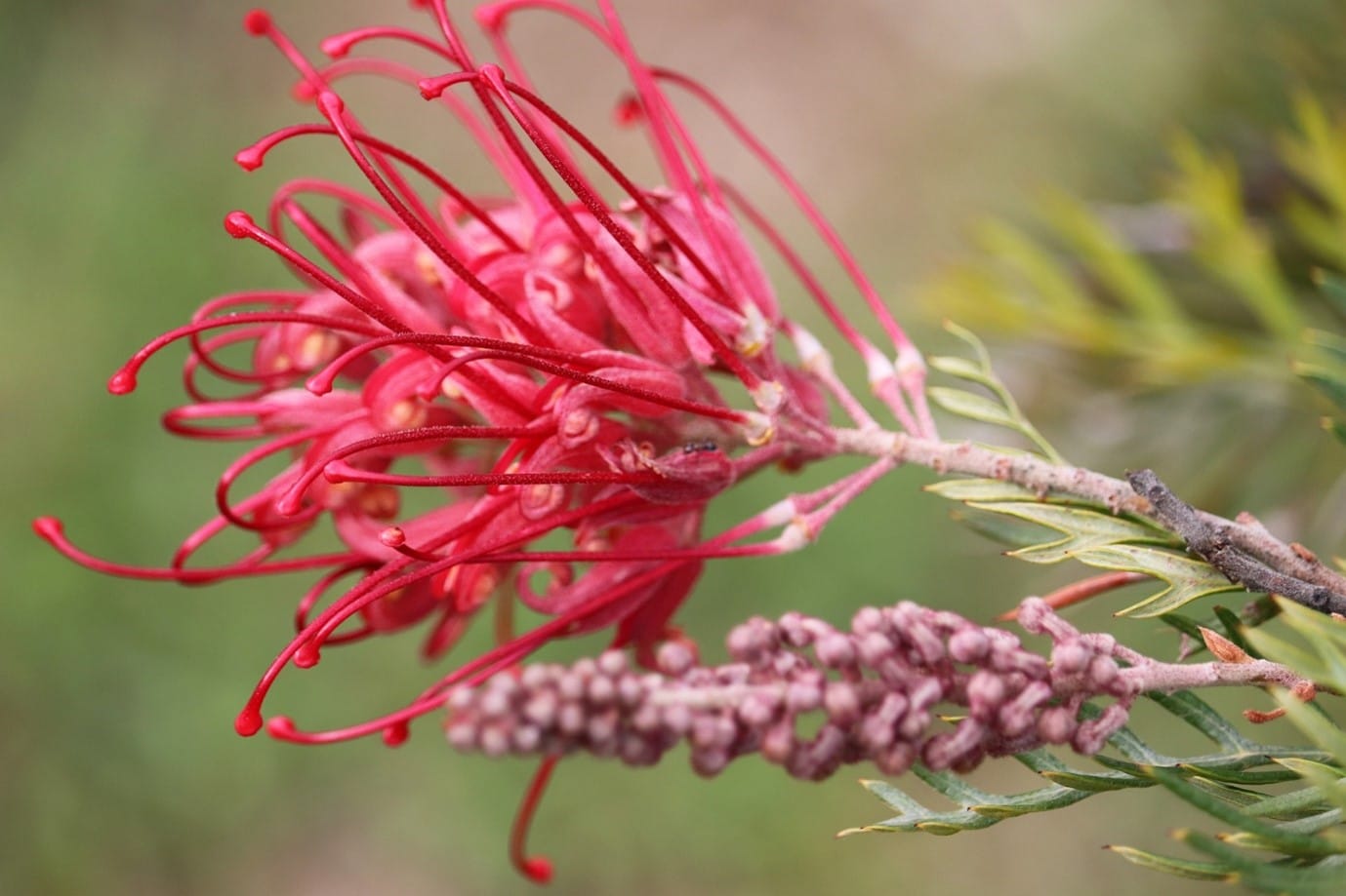 native-garden-grevillea