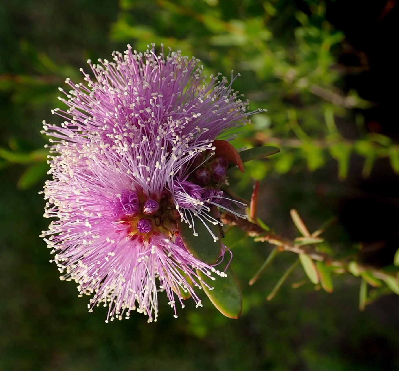 native-garden-soft-pastels