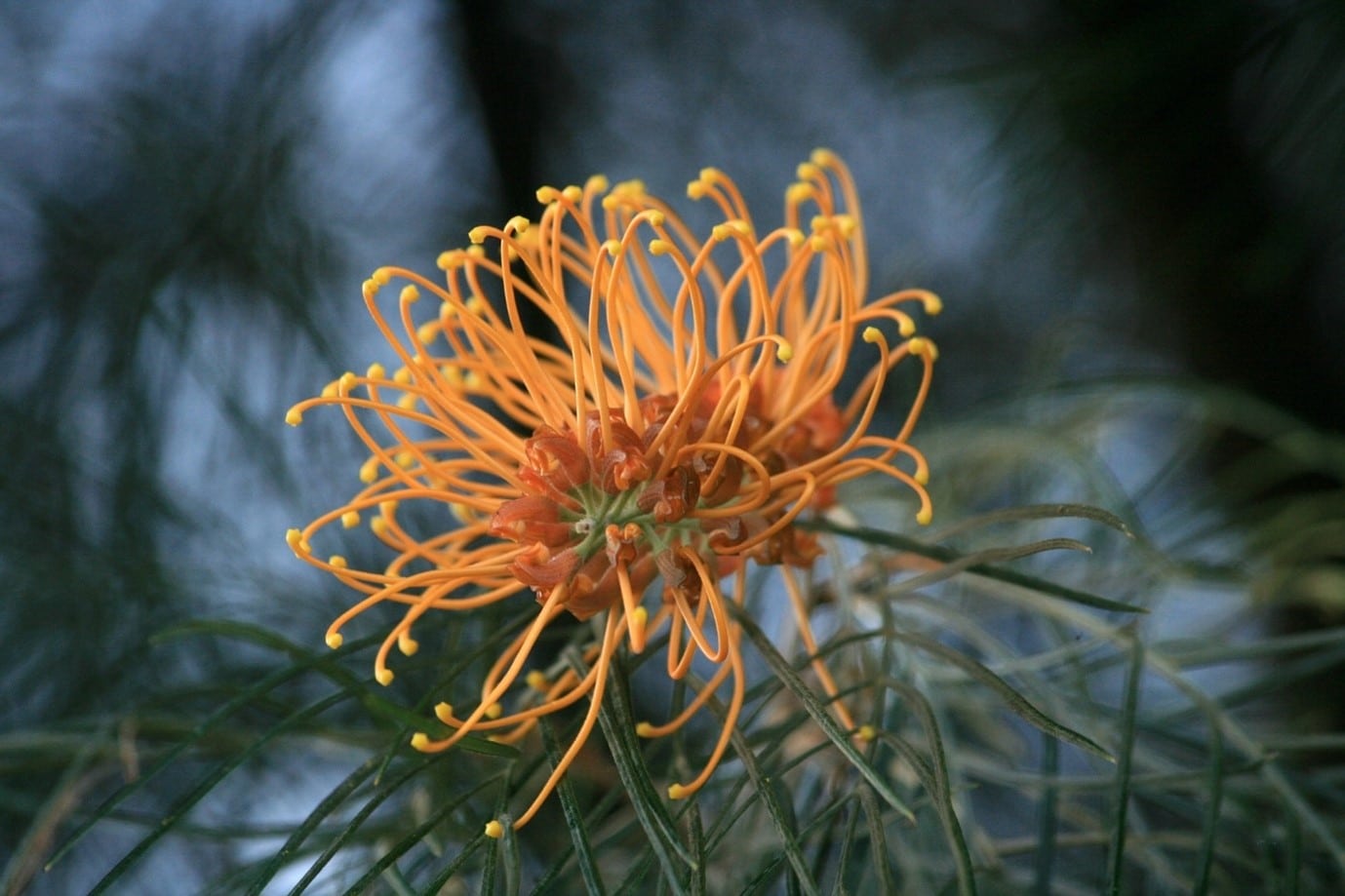 native-garden-yellow