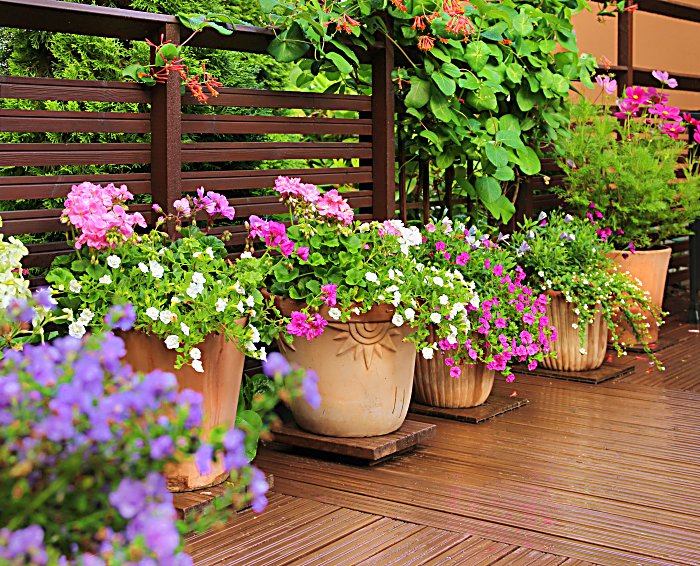 Fresh flowers in clay pots on wooden summer terrace