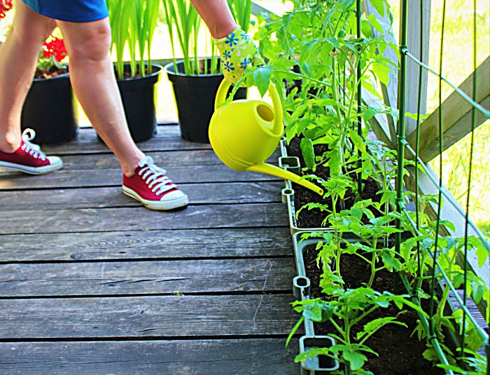 Women gardener watering plants. Container vegetables gardening. Vegetable garden on a terrace