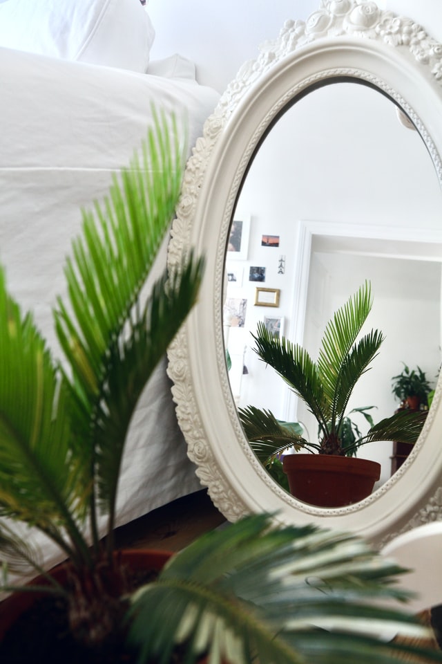 bedroom-plants-ferns