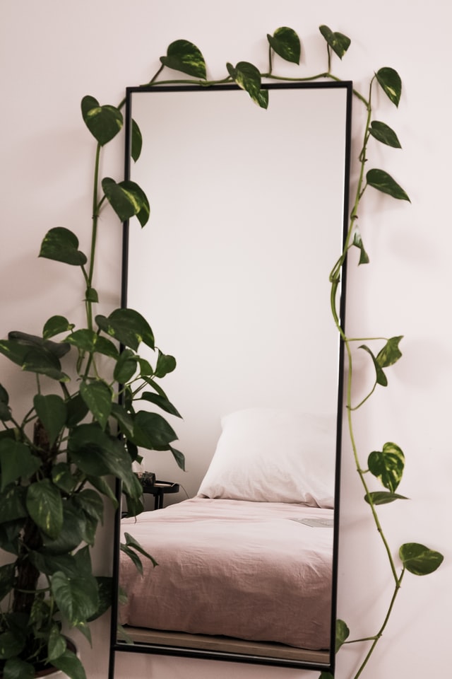 bedroom plants vines around mirror