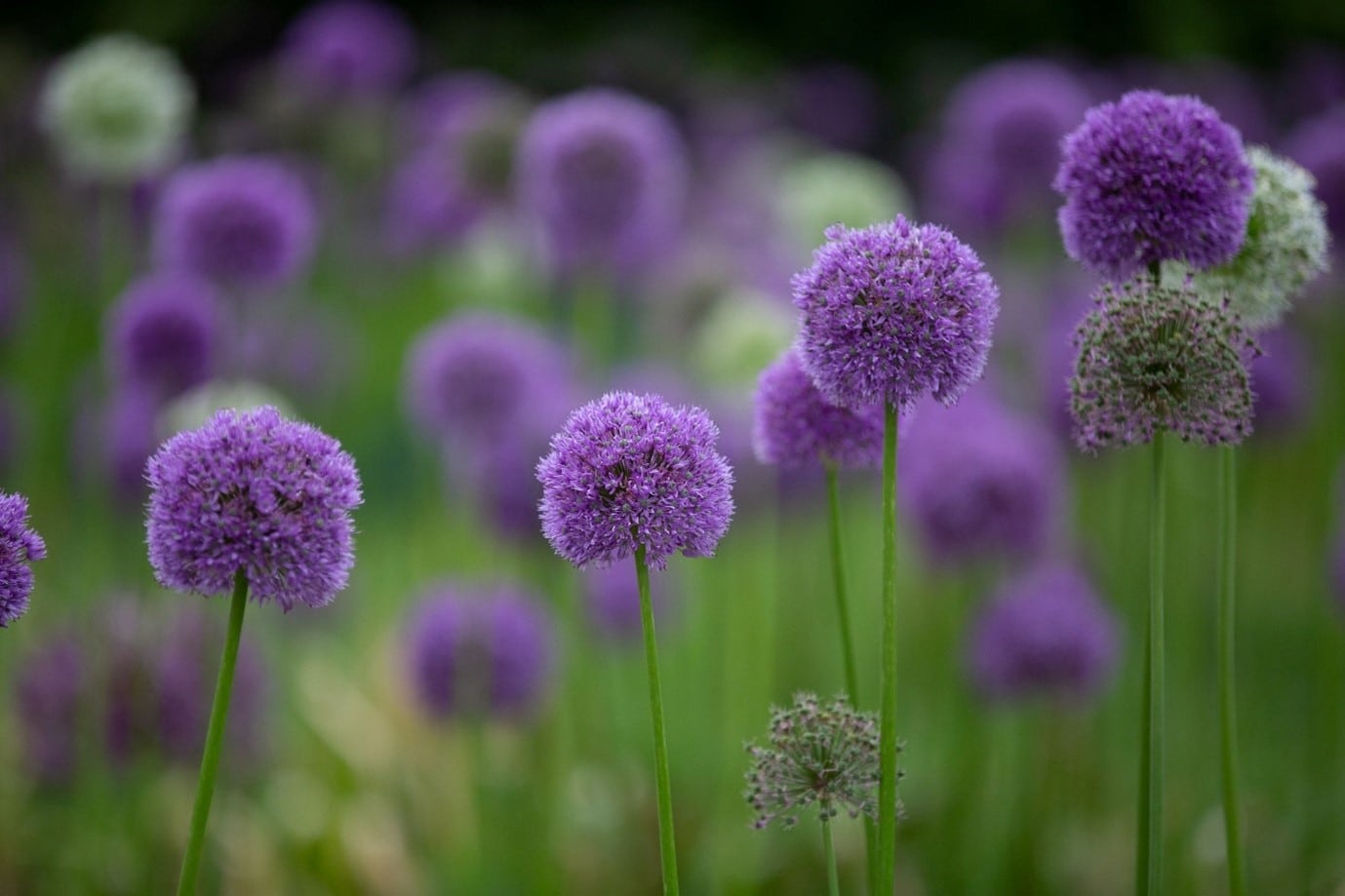 garden-flowers-allium