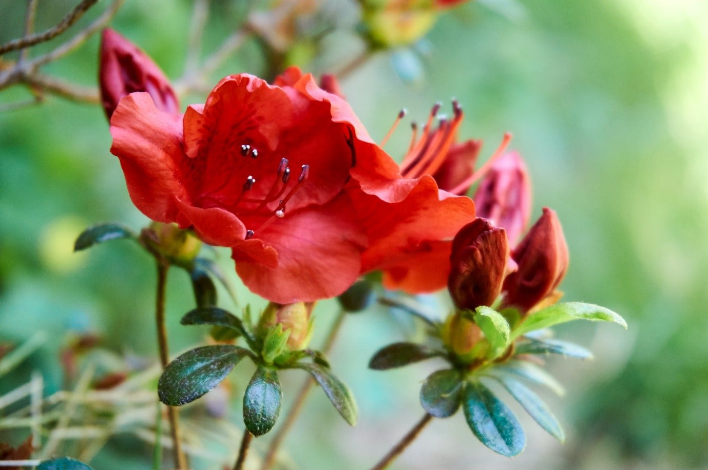 garden-flowers-azalea