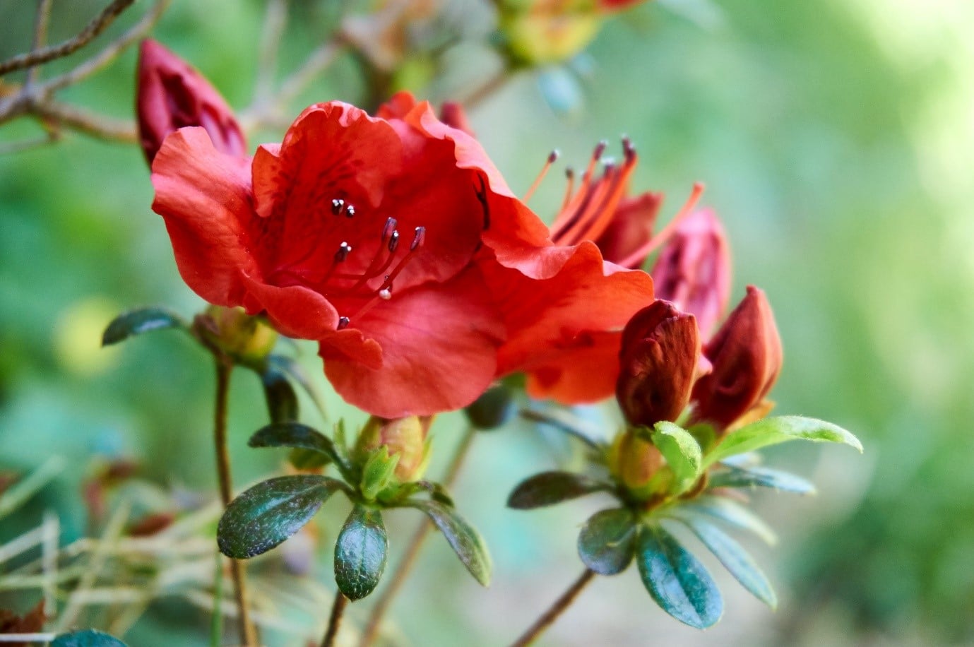 garden-flowers-azalea