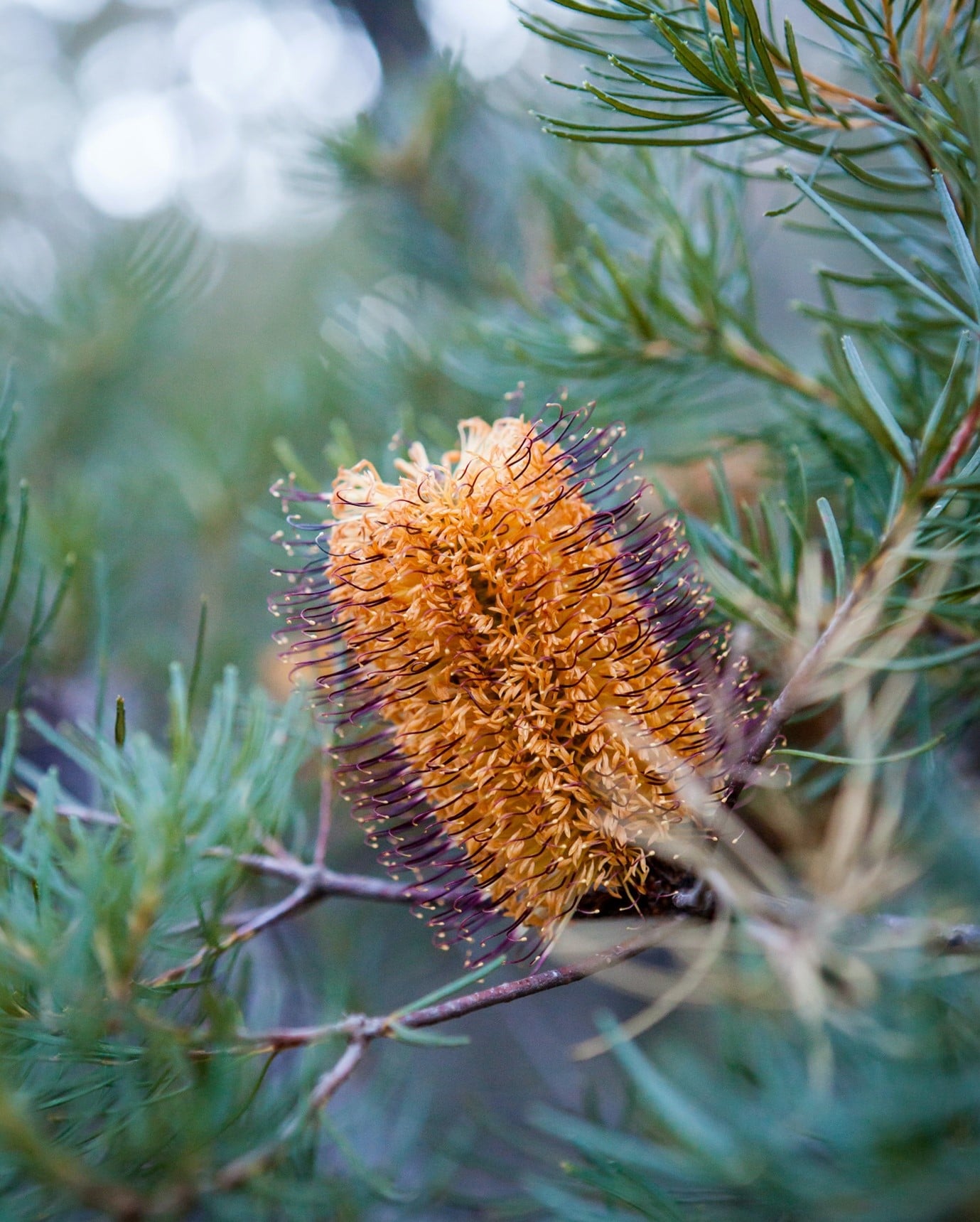 garden-flowers-banksia