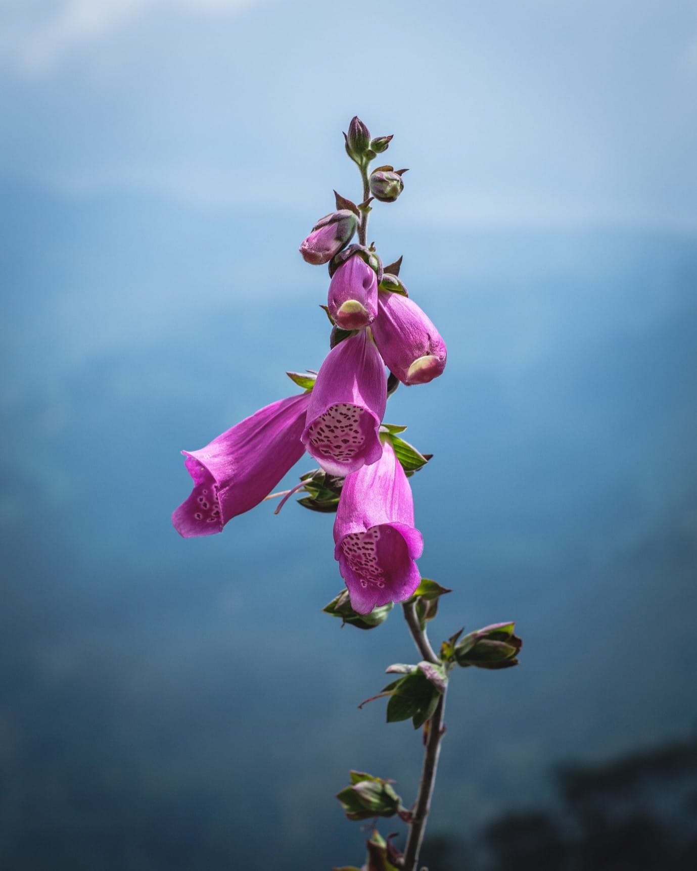 garden-flowers-bellflower