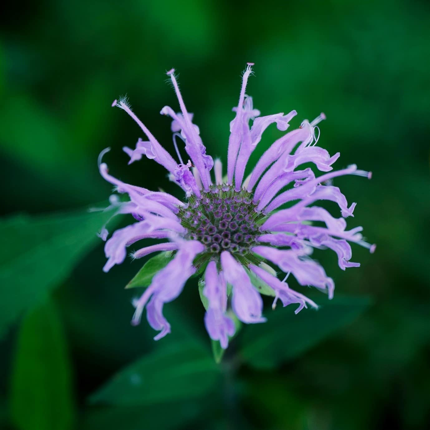 garden-flowers-bergamot