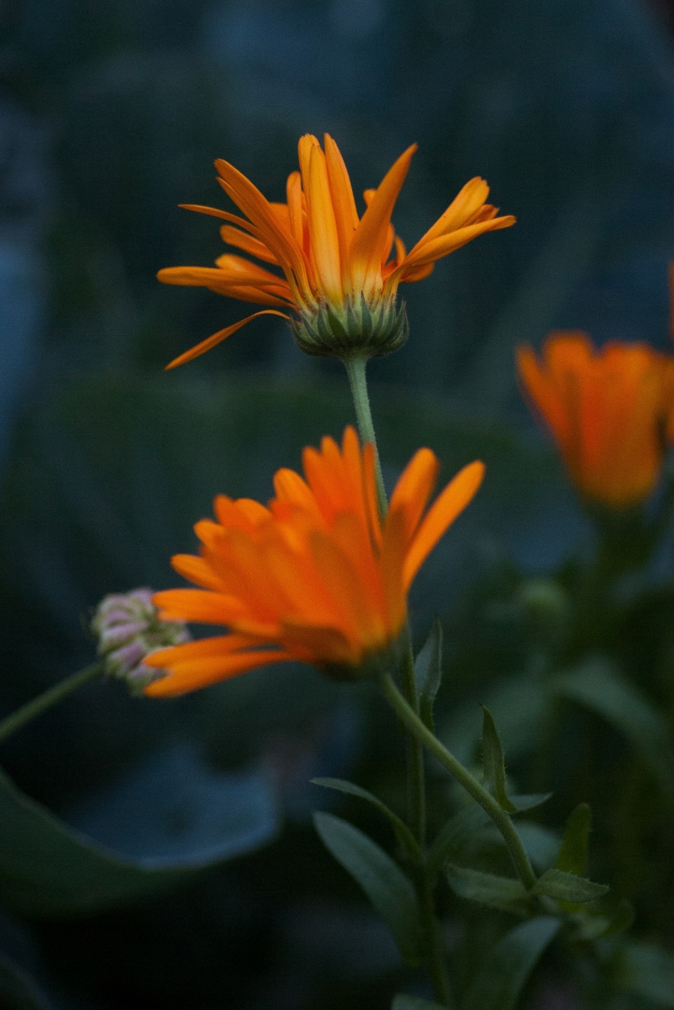 garden-flowers-calendula