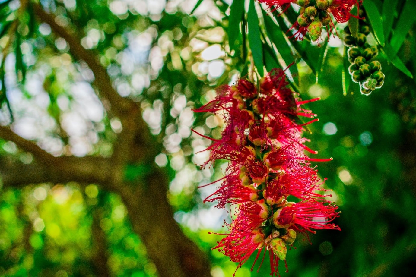 garden-flowers-callistemon