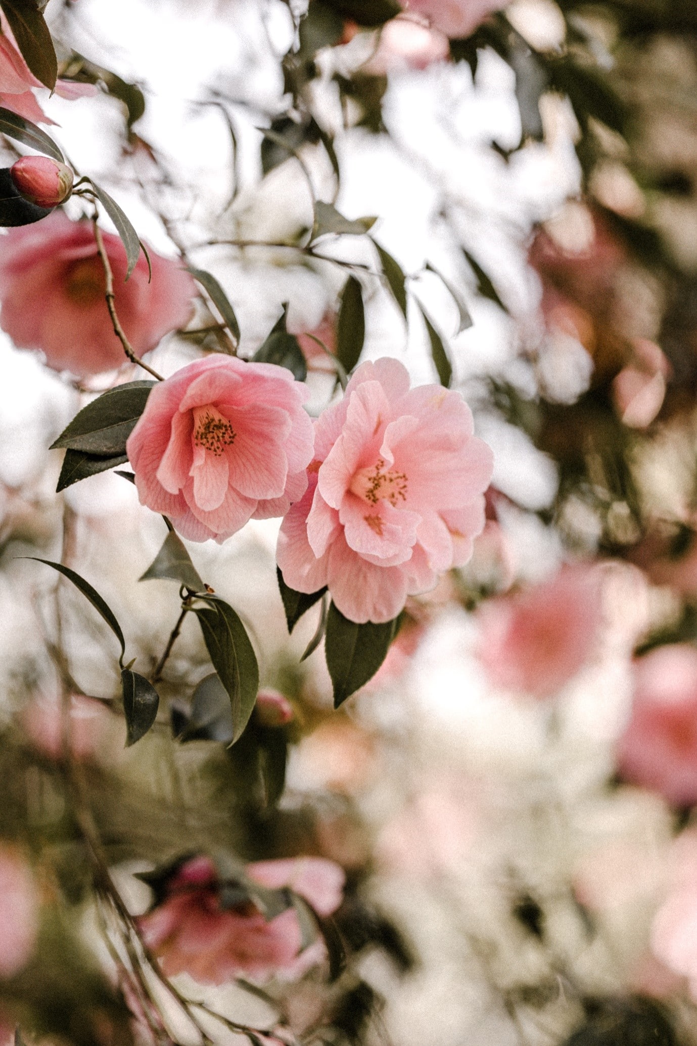 garden-flowers-camellia