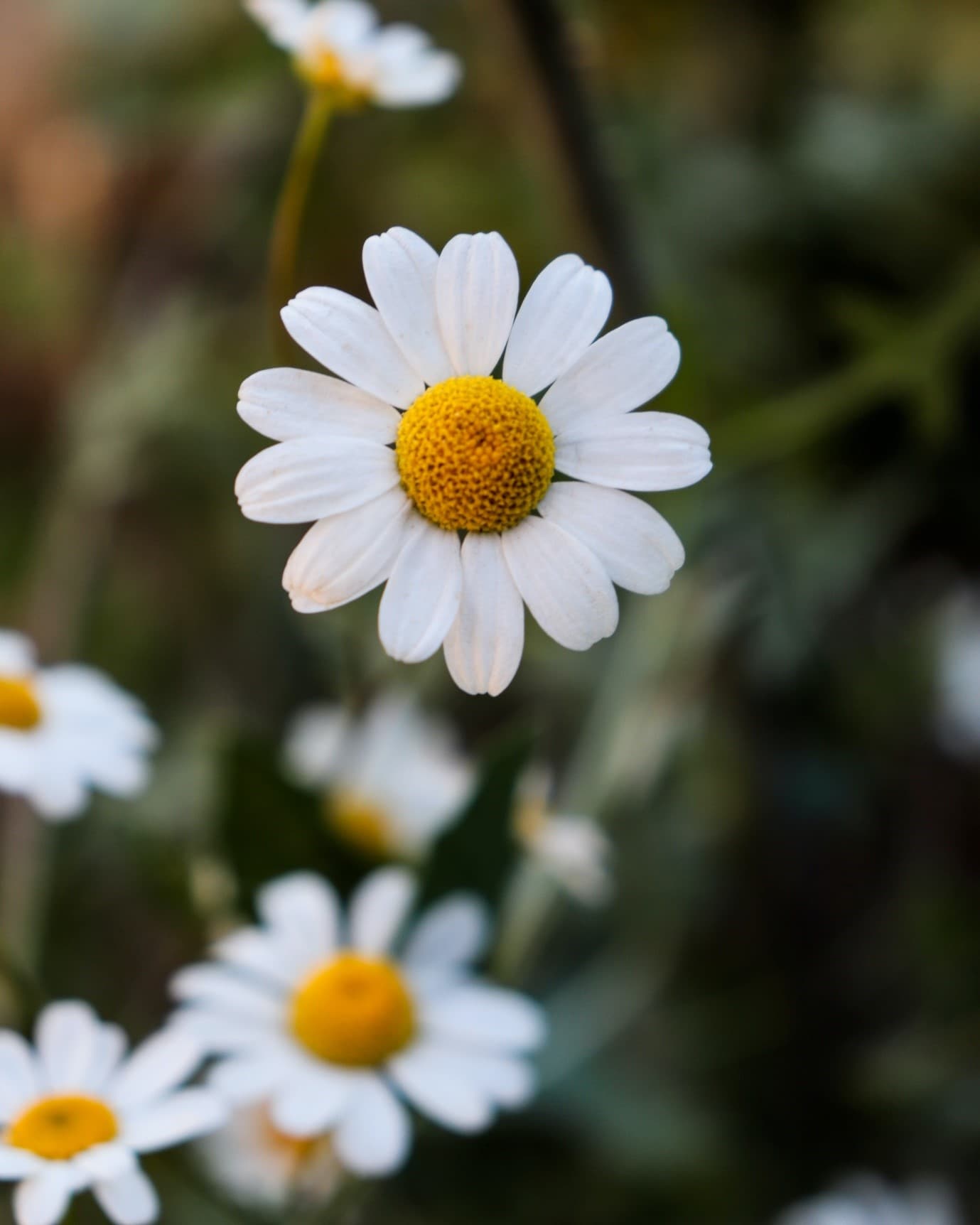 garden-flowers-chamomile