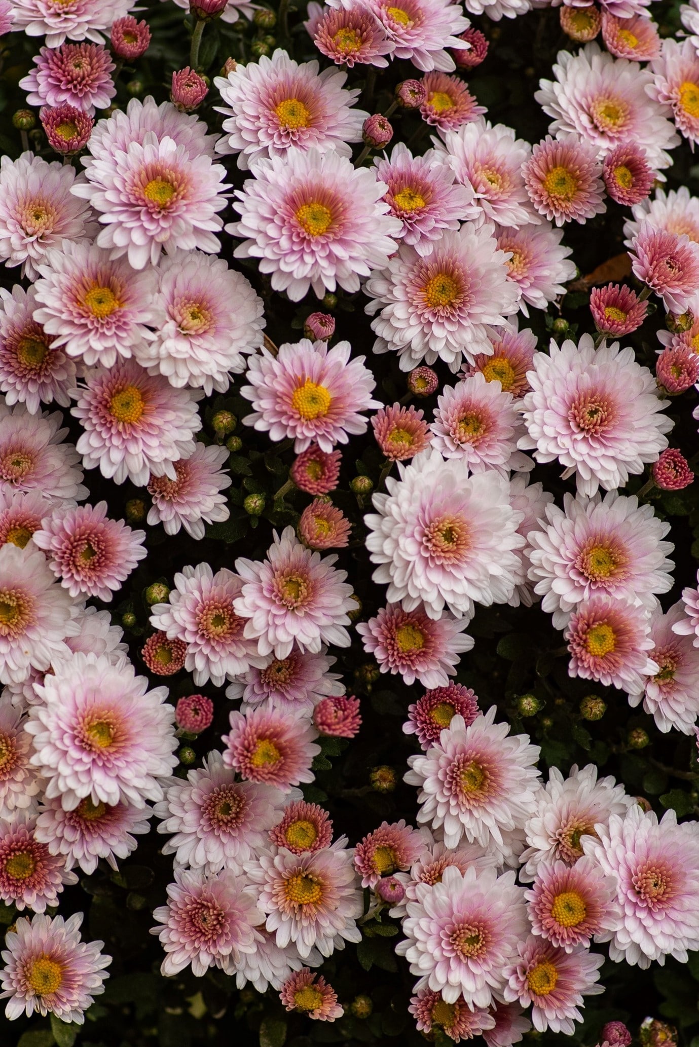 garden-flowers-chrysanthemum