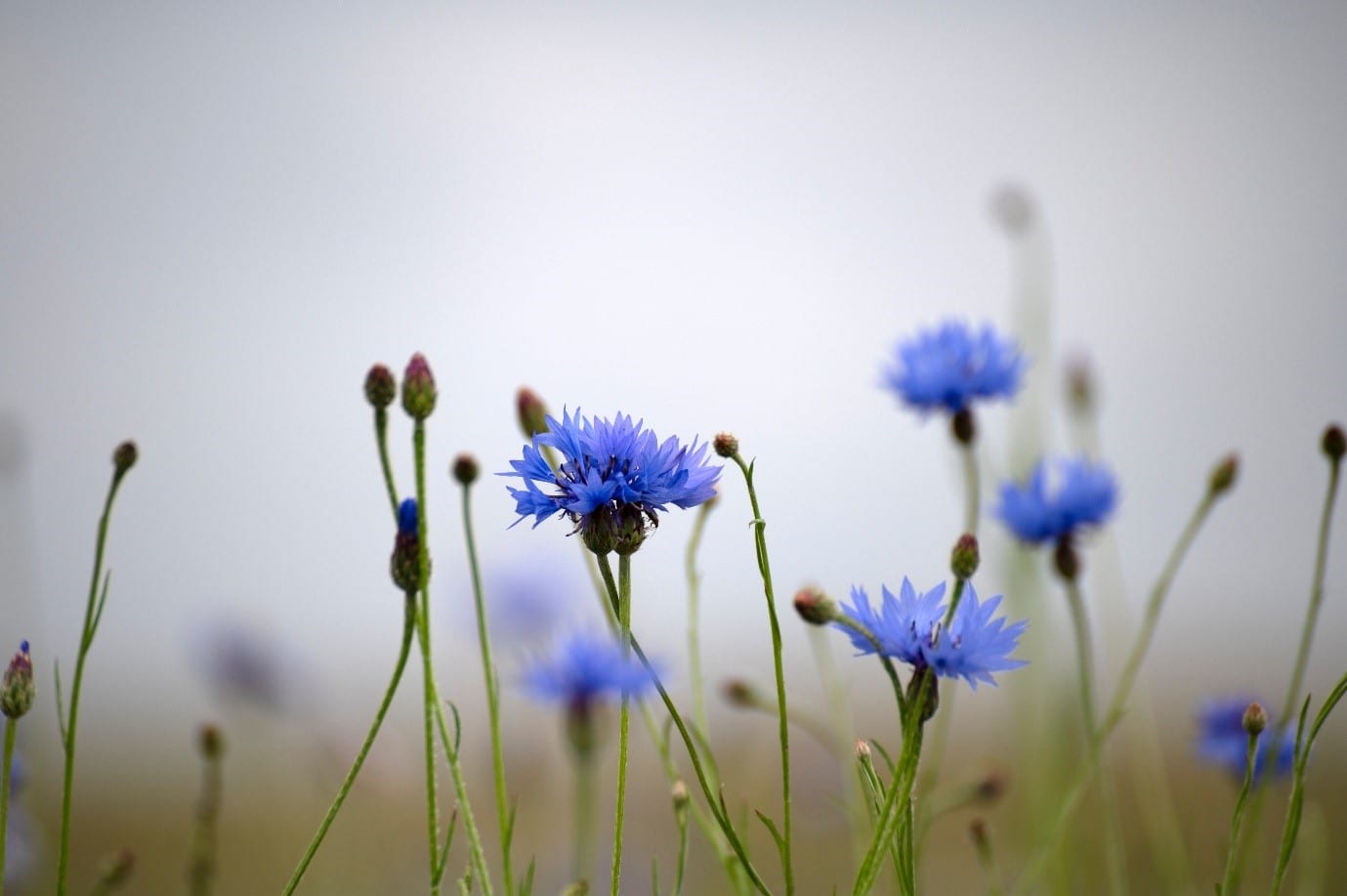 garden-flowers-cornflowers