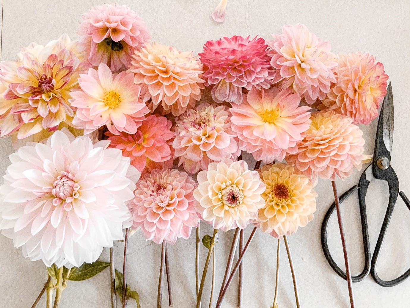 garden-flowers-cut-dahlias