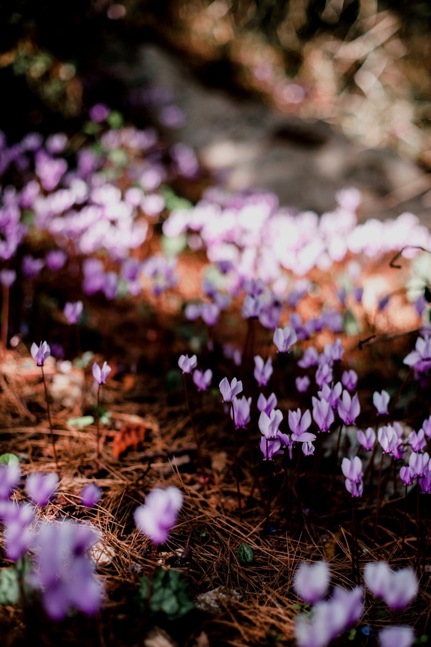 garden-flowers-cyclamen