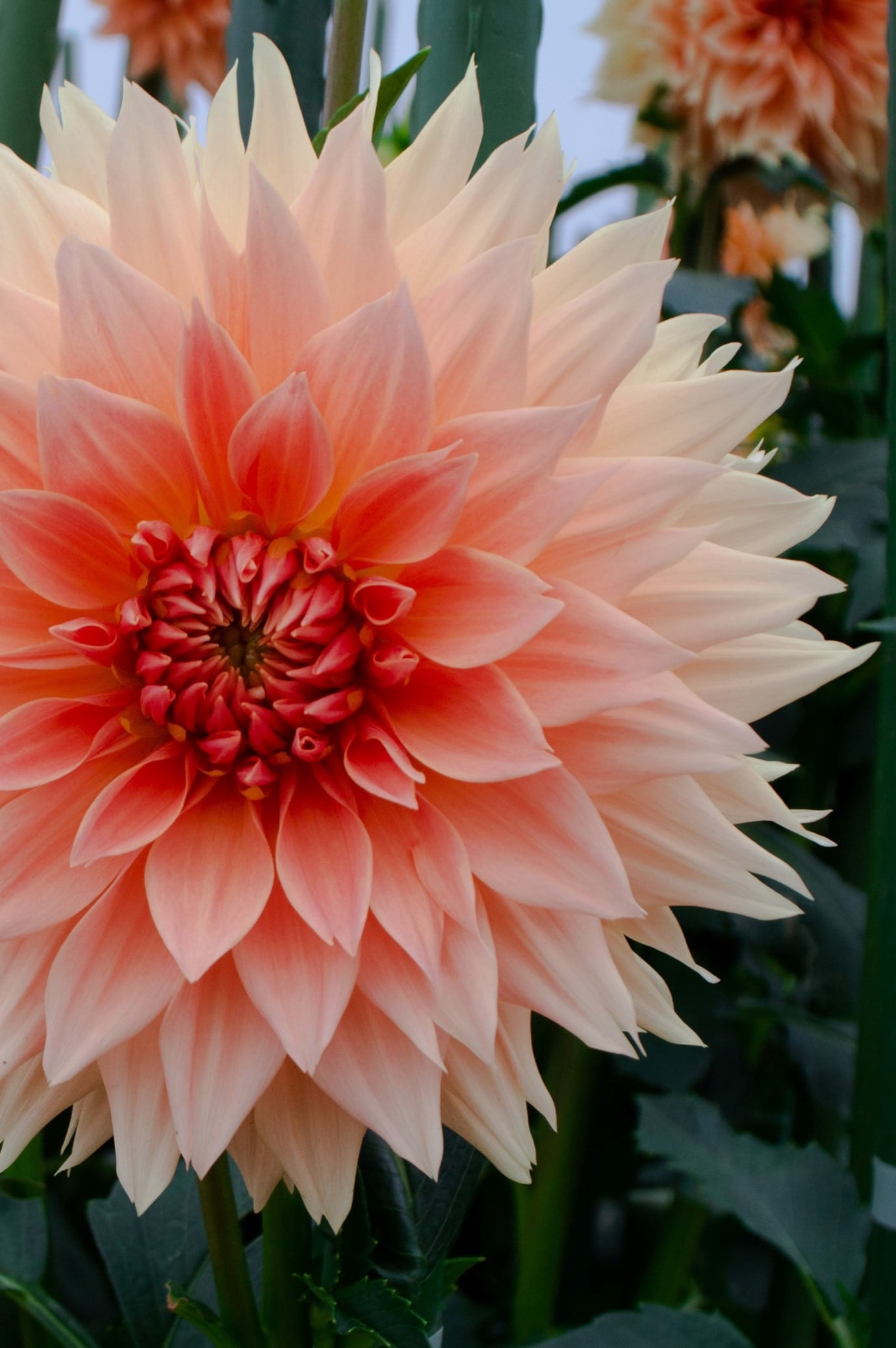 garden-flowers-dahlia