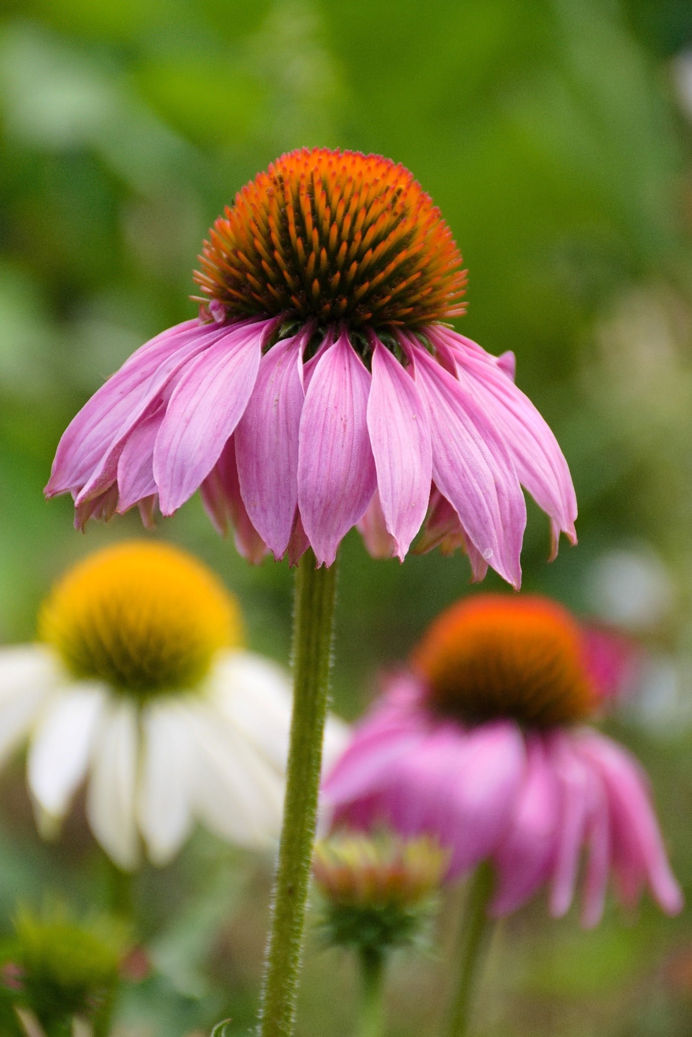 garden-flowers-echinacea